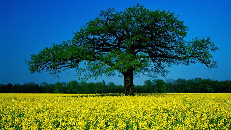Solitary Tree in Field — Yellow, Serene, Spring, Photograph