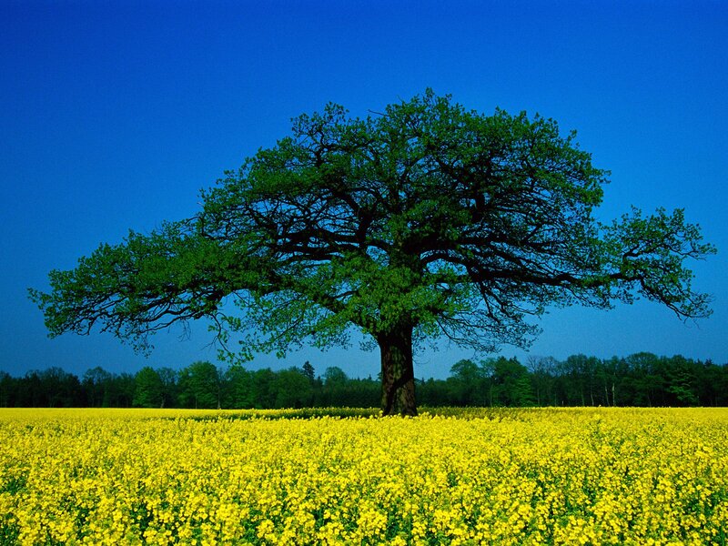 Solitary Tree in Field — Yellow, Serene, Spring