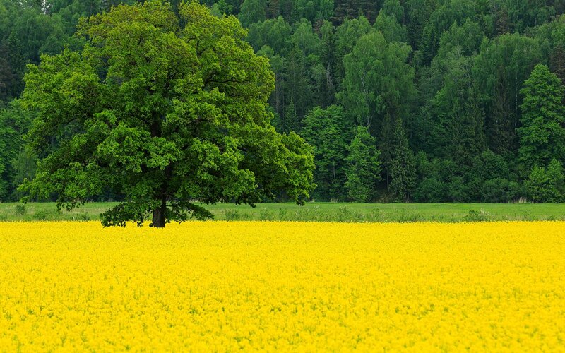 Solitary Tree in Field — Yellow, Serene, Summer, Photograph, Forest