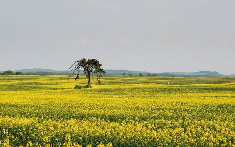 Solitary Tree in Field — Yellow, Serene, Summer, Photograph, Hills
