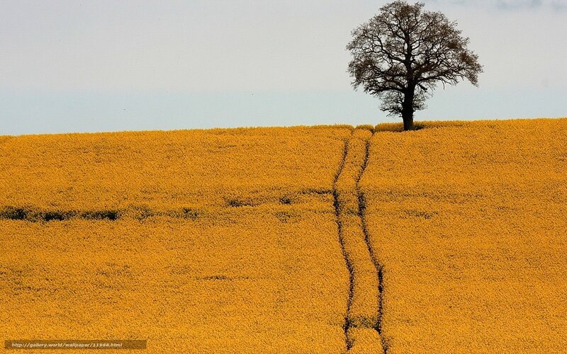 Solitary Tree in Field — Yellow, Serene, Summer