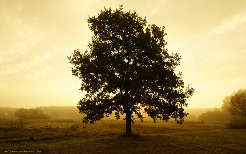 Solitary Tree in Field — Yellow, Serene, Sunrise, Photograph, Fog