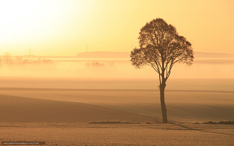 Solitary Tree in Field — Yellow, Serene, Sunrise, Photograph