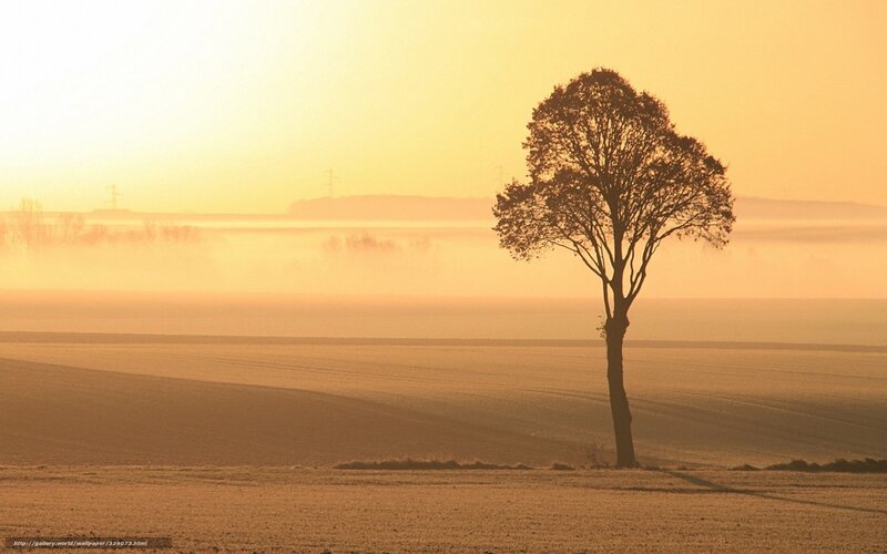 Solitary Tree in Field — Yellow, Serene, Sunrise
