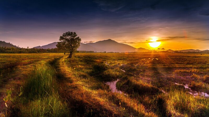 Solitary Tree in Field — Yellow, Serene, Sunset, Photograph, Mountains