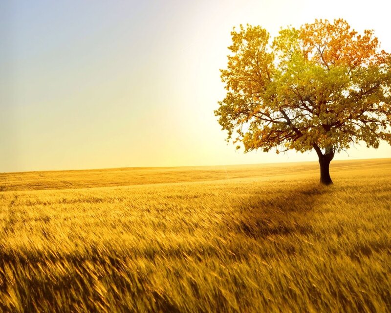 Solitary Tree in Field — Yellow, Serene, Sunset, Photograph, Sky, Sun