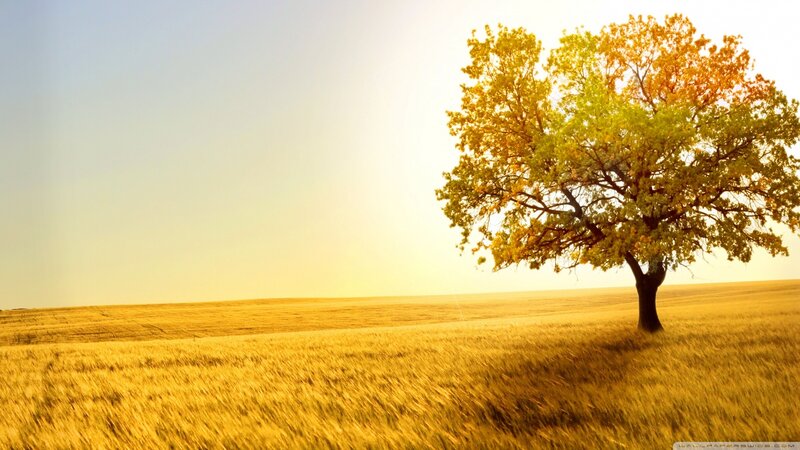 Solitary Tree in Field — Yellow, Serene, Sunset, Photograph, Sky, Sunlight