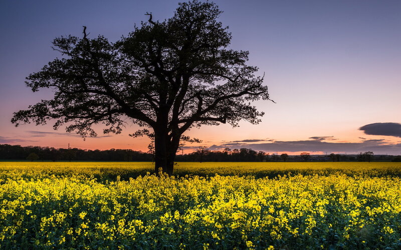 Solitary Tree in Field — Yellow, Serene, Sunset, Photograph, Sky