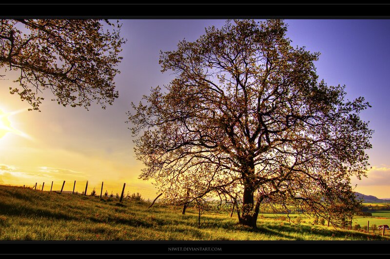 Solitary Tree in Field — Yellow, Serene, Sunset, Photograph, Sun, Fence