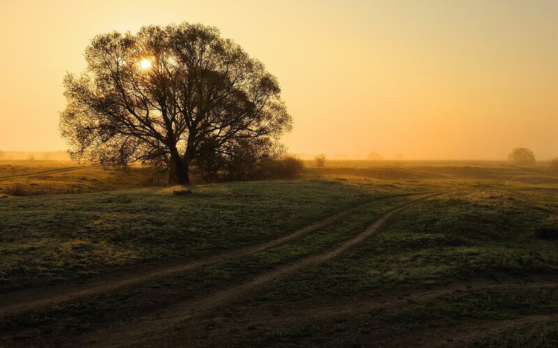 Solitary Tree in Field — Yellow, Serene, Sunset, Photograph, Sun, Path, Fog