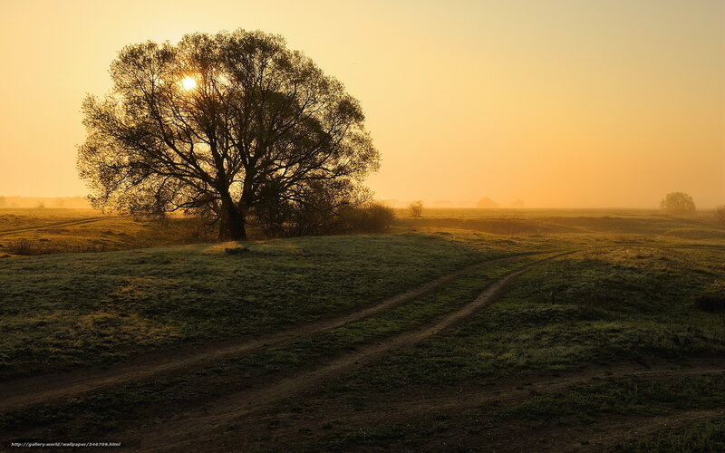 Solitary Tree in Field — Yellow, Serene, Sunset, Photograph, Sun