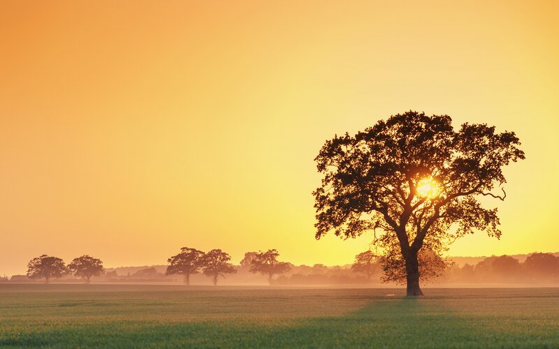 Solitary Tree in Field — Yellow, Serene, Sunset, Photograph, Trees, Sun, Orange