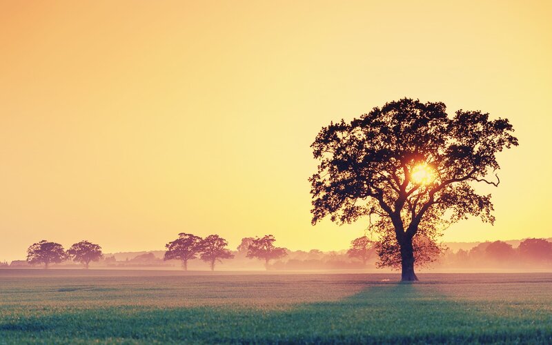 Solitary Tree in Field — Yellow, Serene, Sunset, Photograph, Trees, Sun
