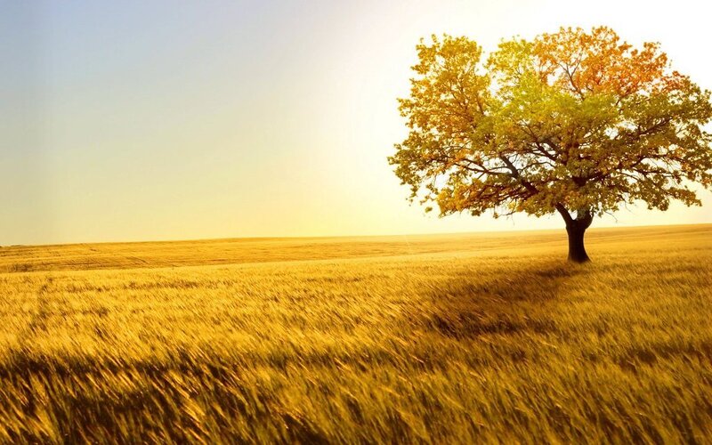 Solitary Tree in Field — Yellow, Serene, Sunset