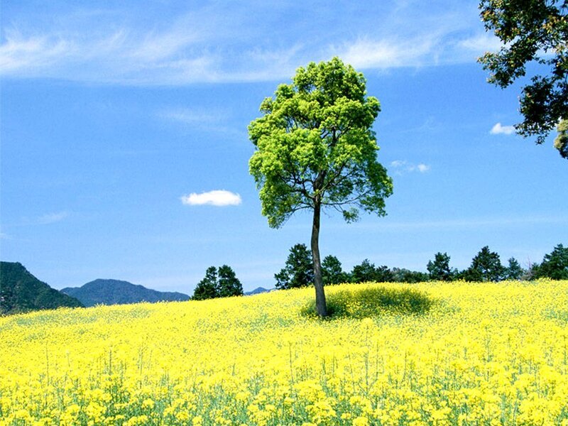 Solitary Tree in Field — Yellow, Serene