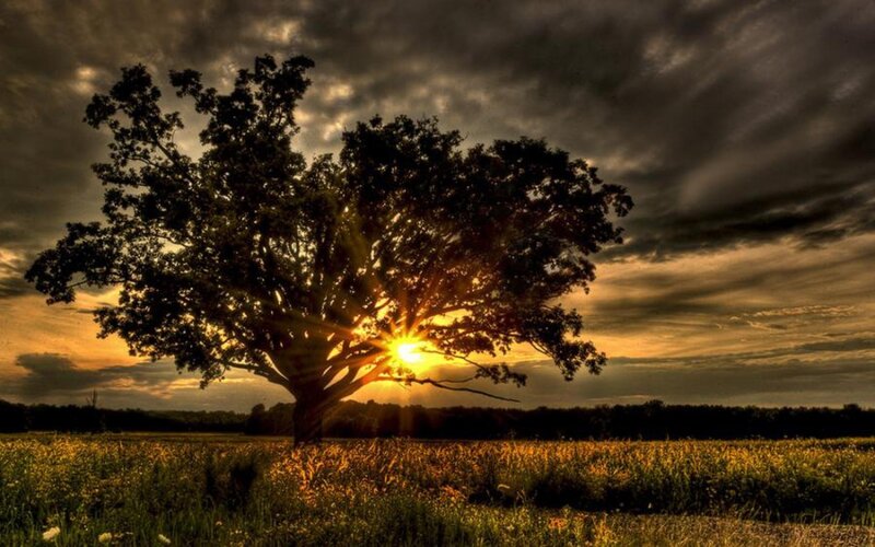 Solitary Tree in Field — Yellow, Sun