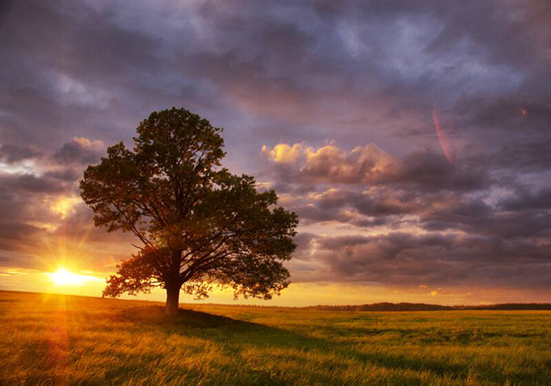 Solitary Tree in Field — Yellow
