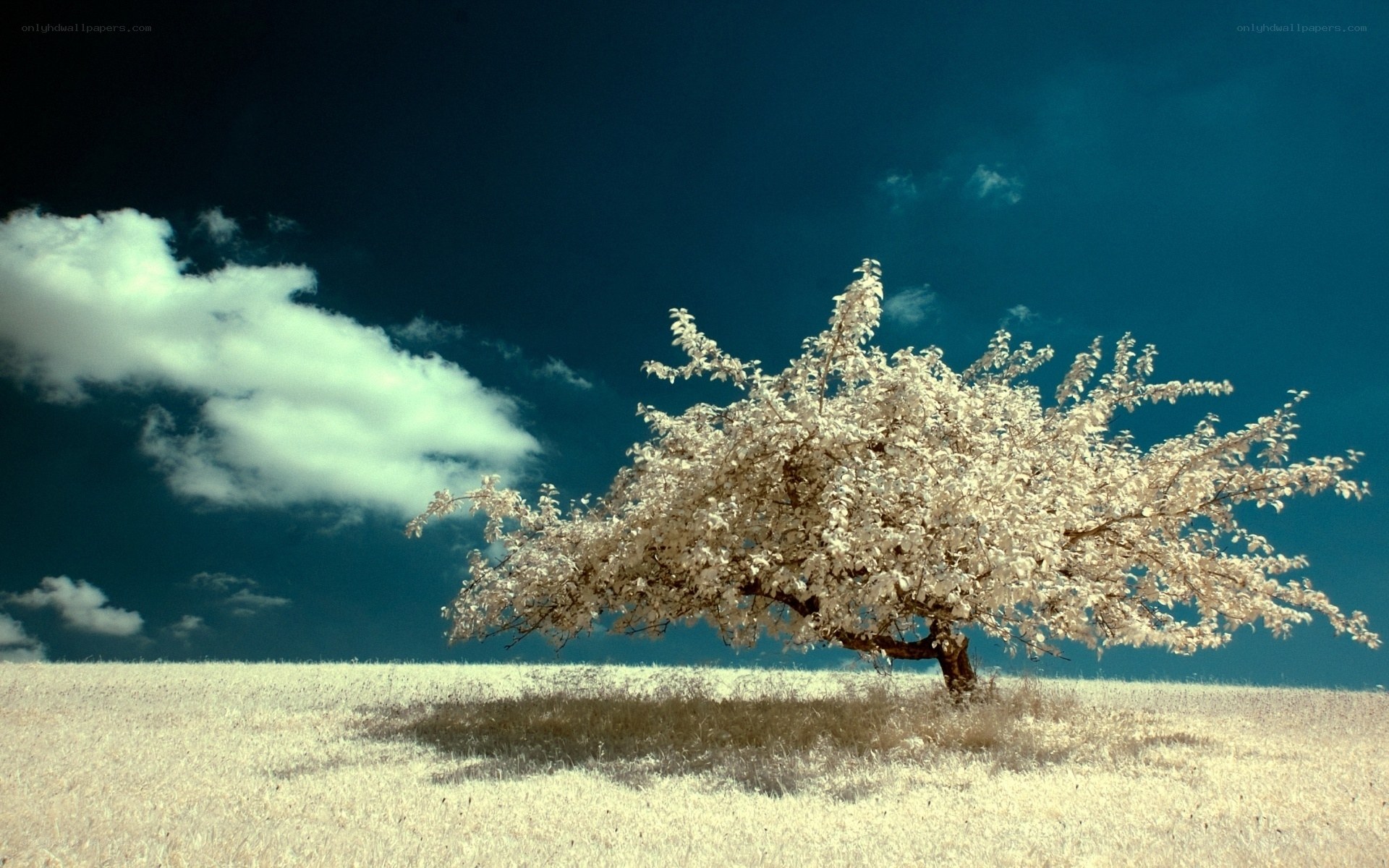 solitary tree in field