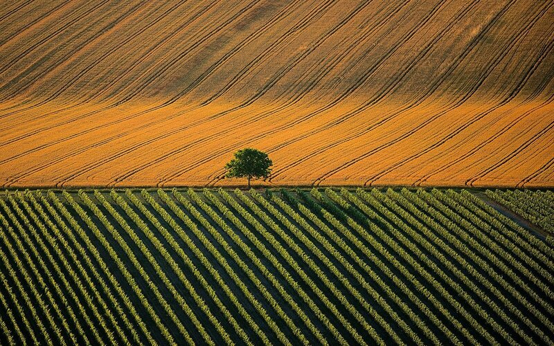 Solitary Tree in Fields — Green, Serene, Afternoon