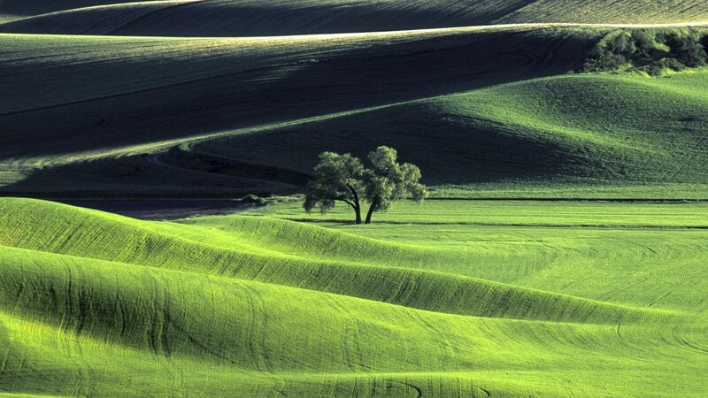 Solitary Tree in Fields — Green, Serene, Morning