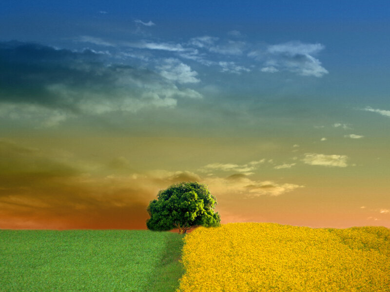 Solitary Tree in Fields — Green, Serene