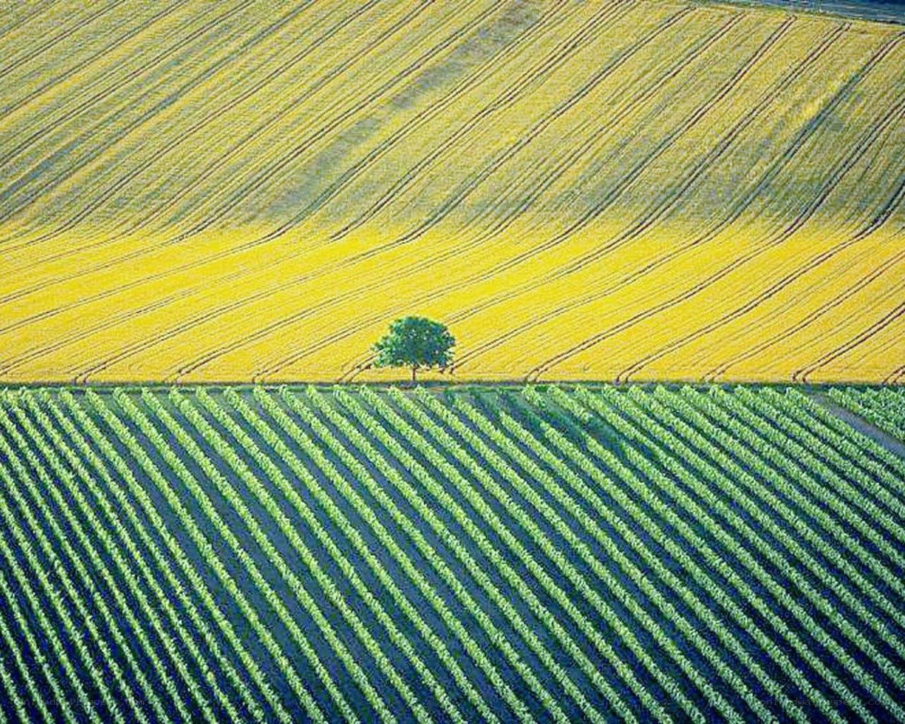 Solitary tree in fields