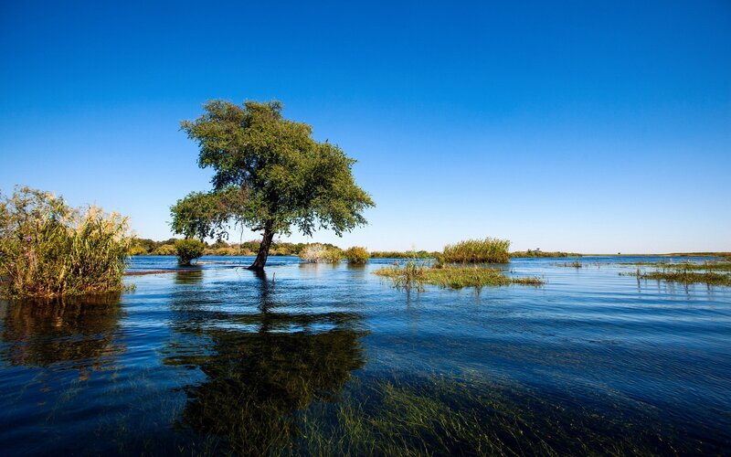 Solitary Tree in Flood — Blue, Serene