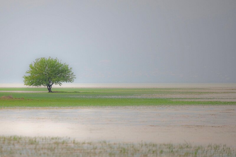 solitary tree in flooded field
