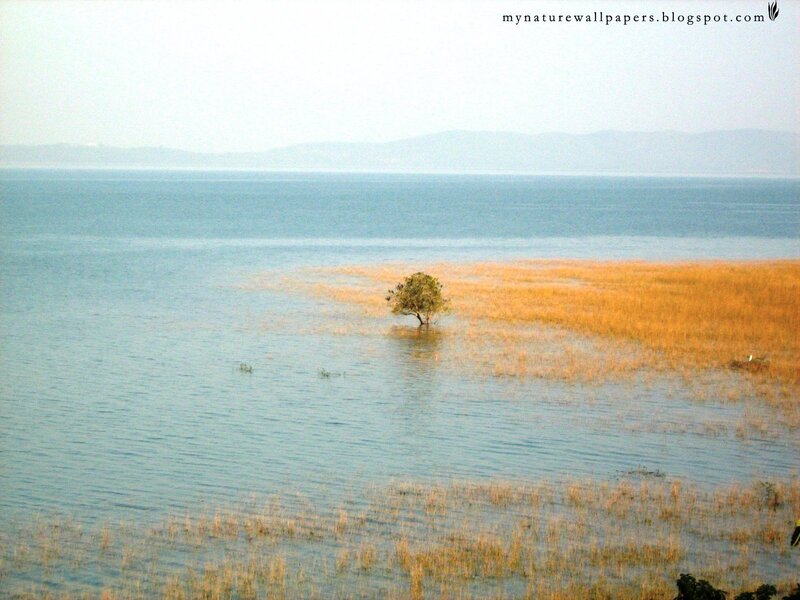 solitary tree in flooded field