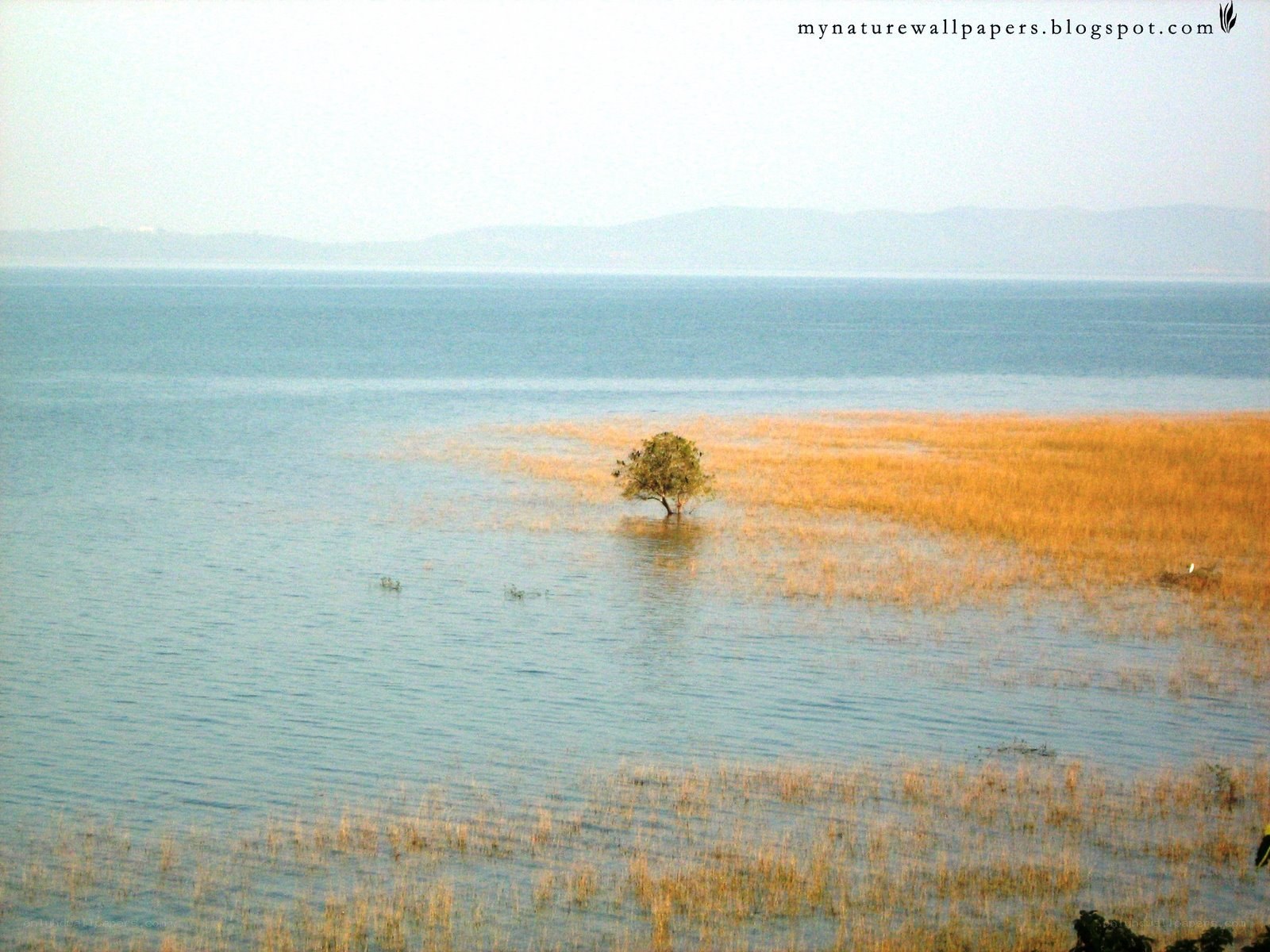 solitary tree in flooded field