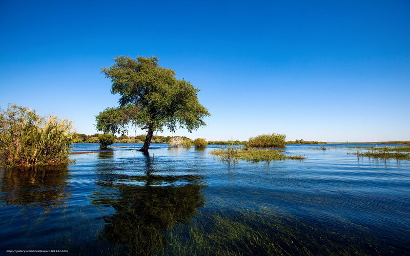 Solitary tree in flooded landscape