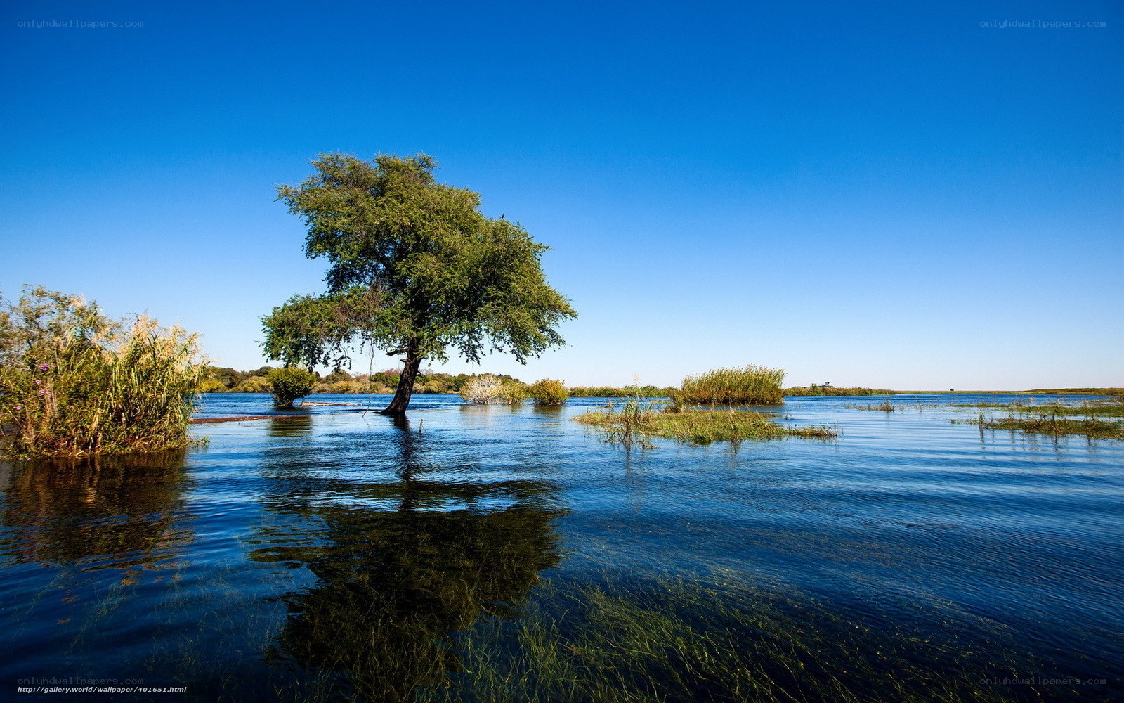 Solitary tree in flooded landscape