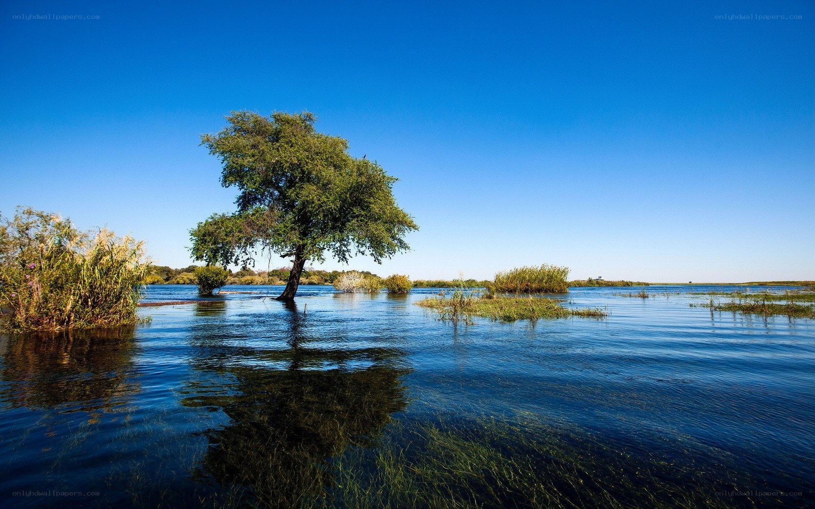 Solitary tree in flooded landscape
