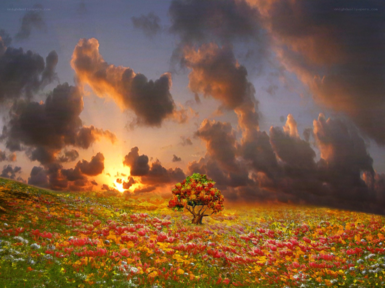 Solitary tree in flower field