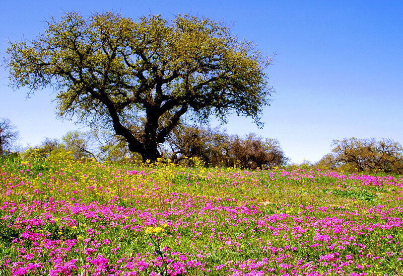 Solitary Tree in Flower Field — Pink