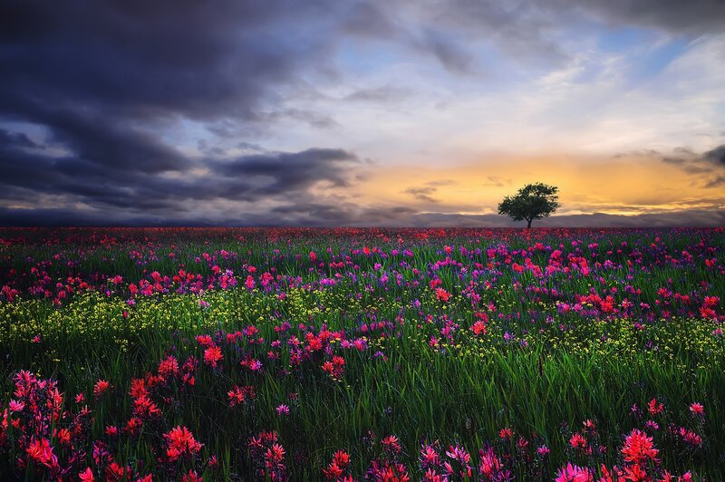 Solitary Tree in Flower Field — Purple, Dramatic