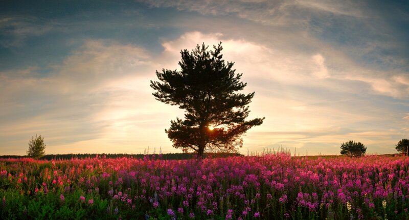 Solitary Tree in Flower Field — Purple, Serene
