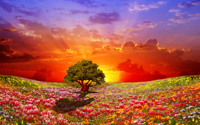 Solitary Tree in Flower Field — Red
