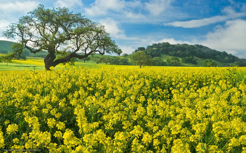 Solitary Tree in Flower Field — Yellow