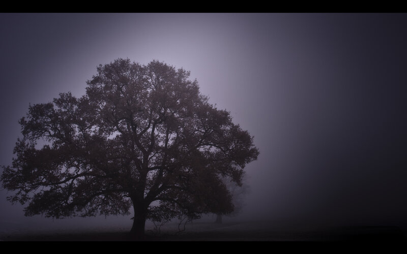 solitary tree in fog