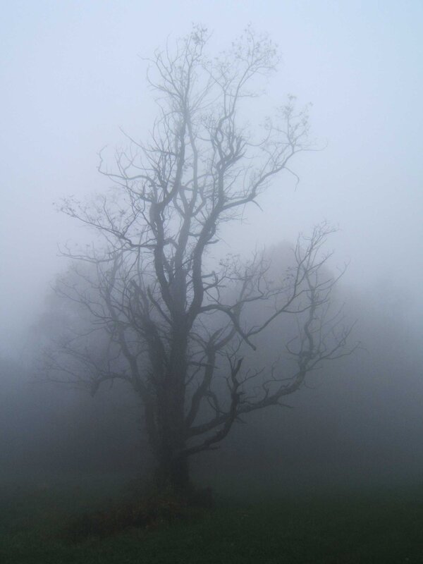 Solitary tree in fog