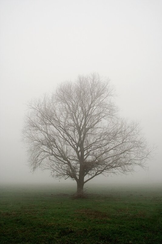 solitary tree in fog