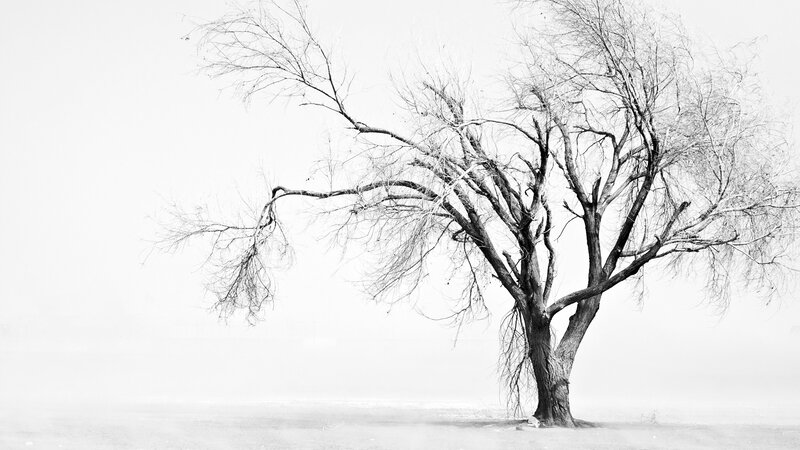solitary tree in fog