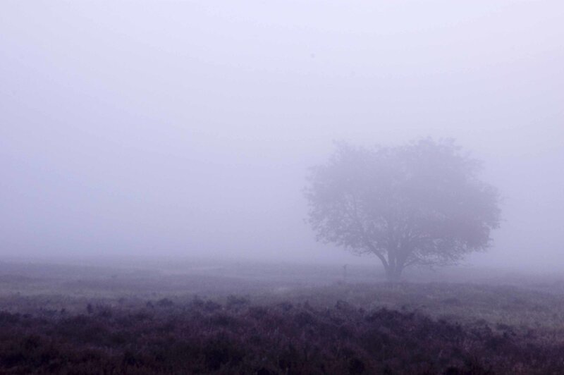 solitary tree in fog
