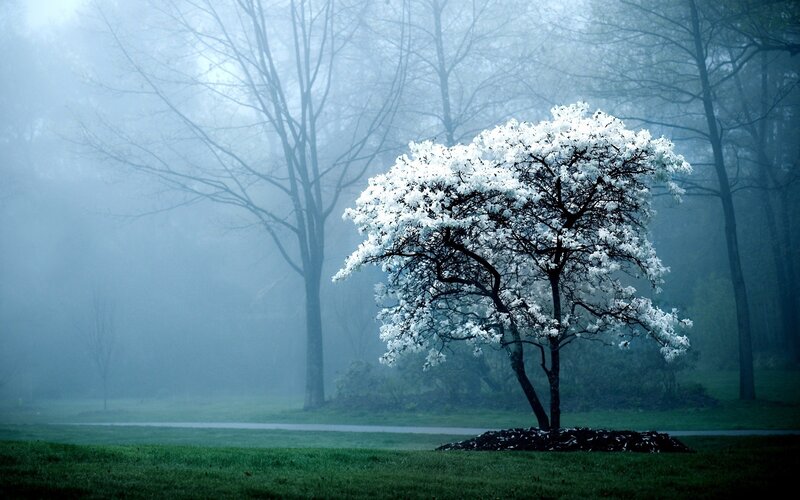 solitary tree in fog