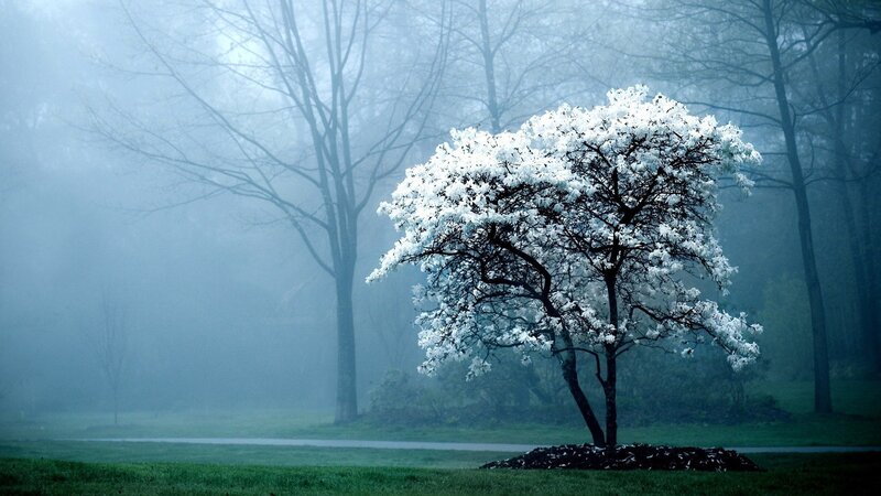 solitary tree in fog