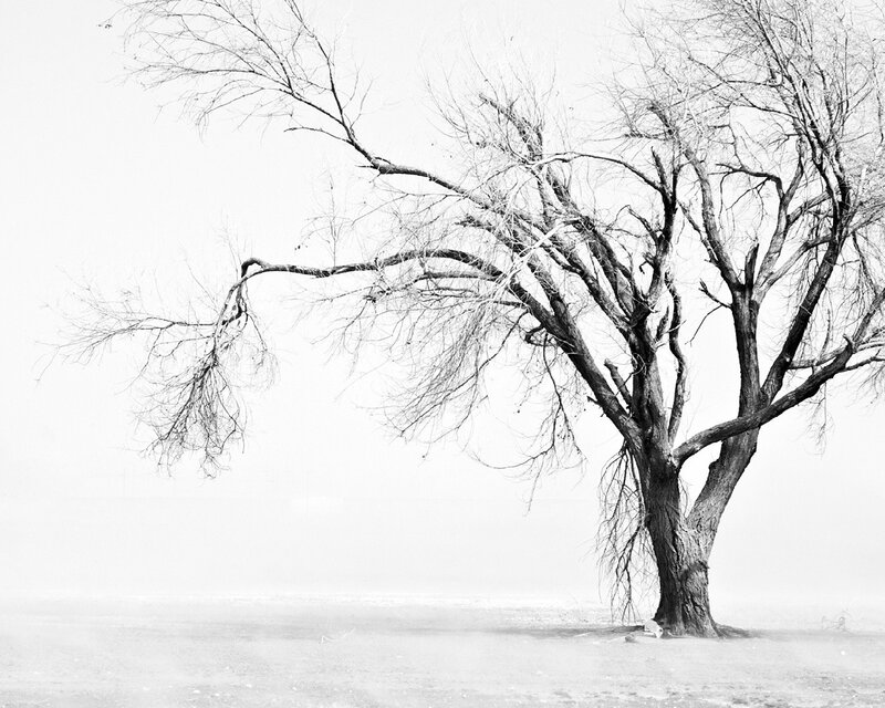 solitary tree in fog