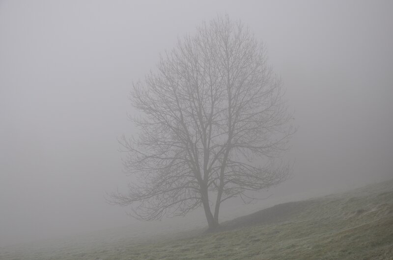 solitary tree in fog