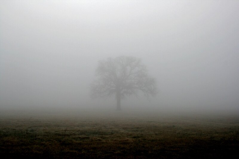 solitary tree in fog