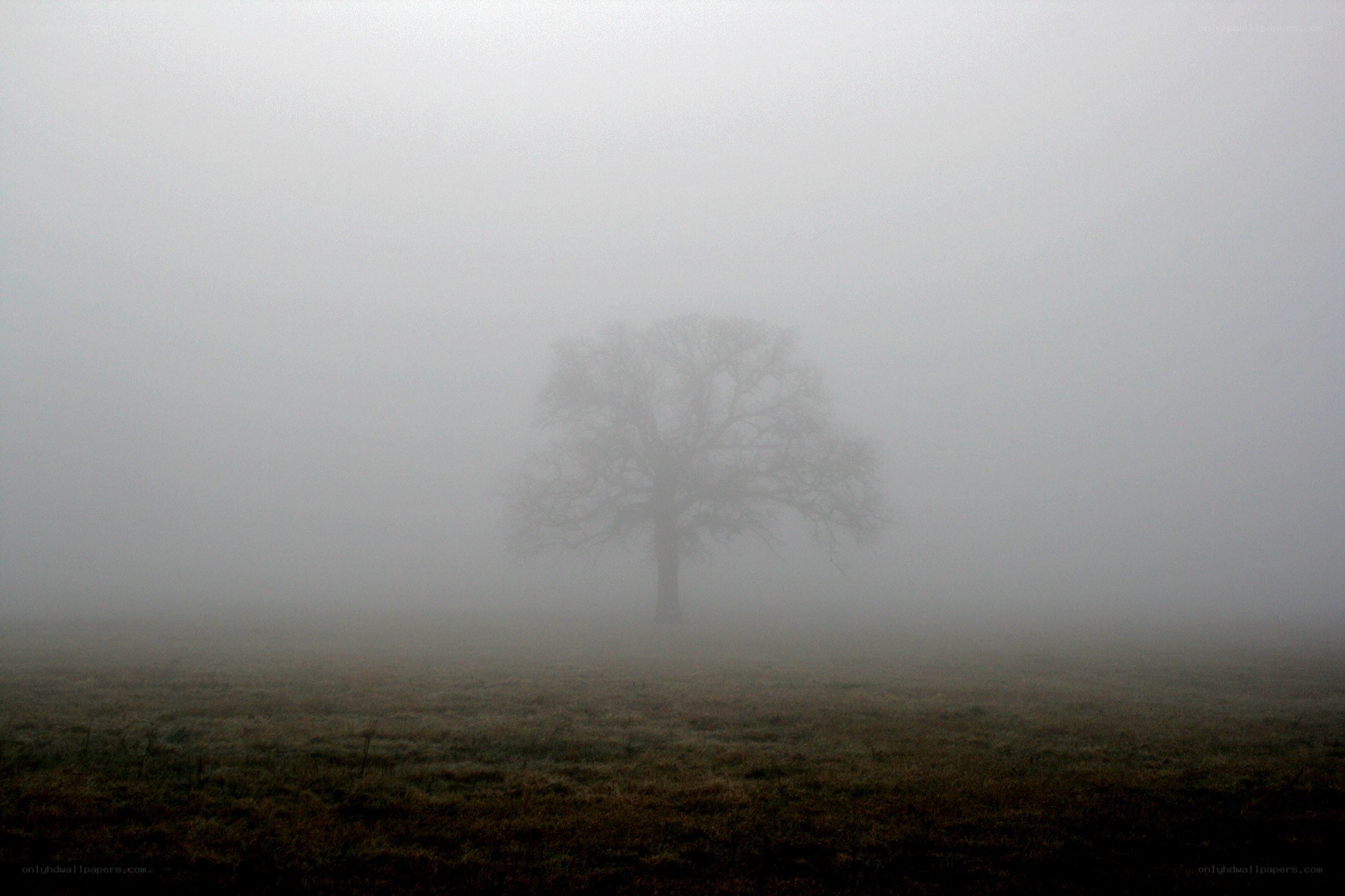 solitary tree in fog